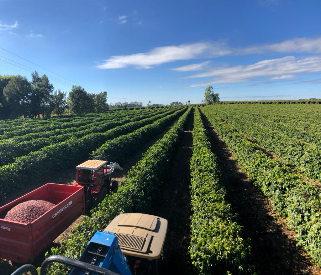 Brazil Fazenda Chapadão(100g)