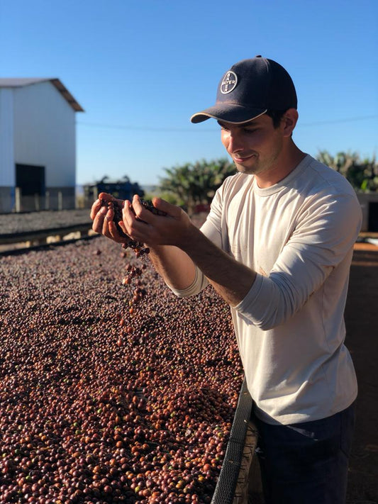 Brazil Fazenda Chapadão(100g)