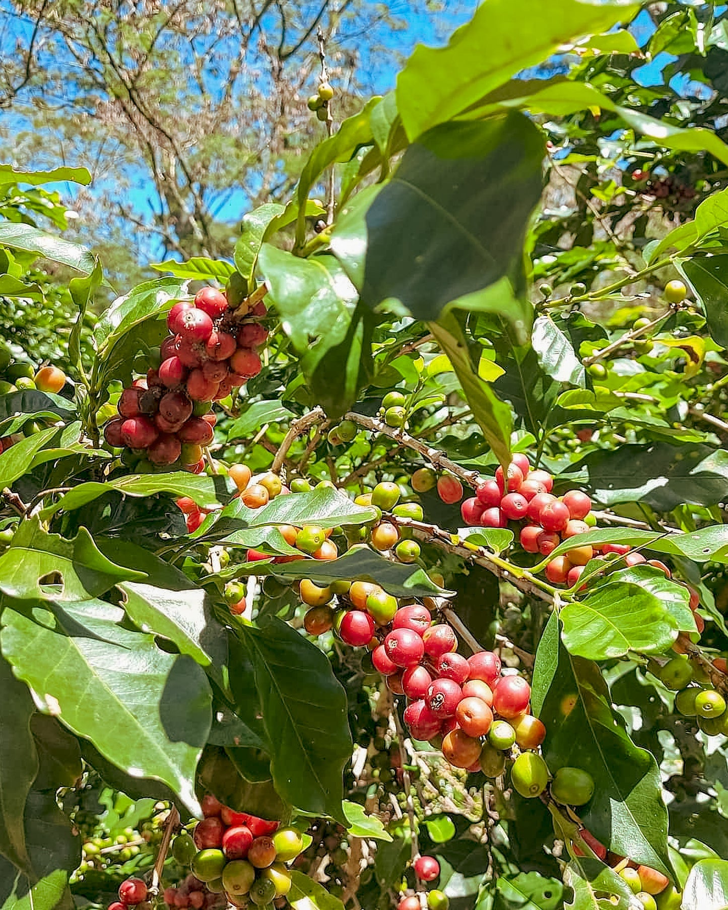 Papua New Guinea Alpha Coffee (100g)