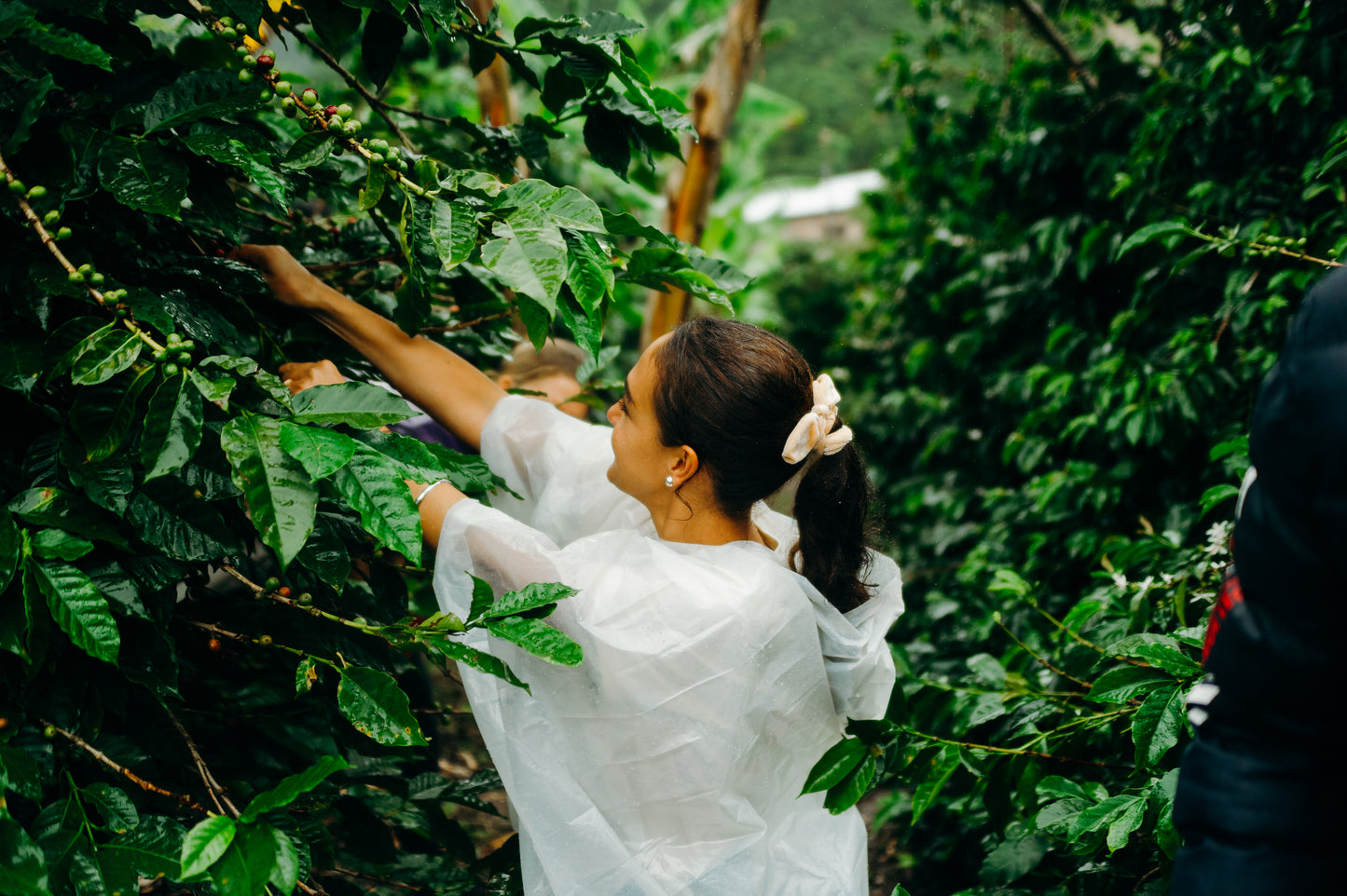 Colombia La Flores CATA Export (100g)