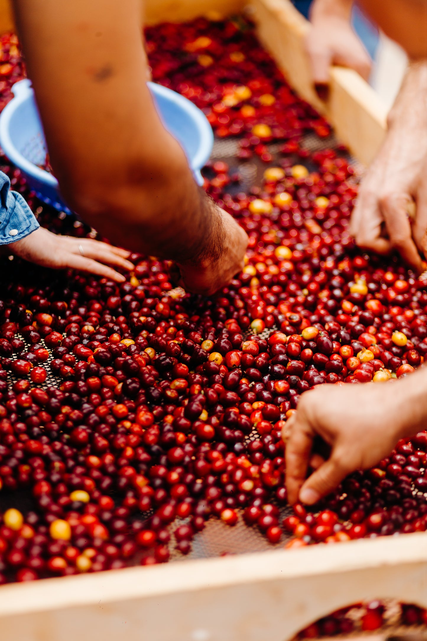 Colombia La Flores CATA Export (100g)