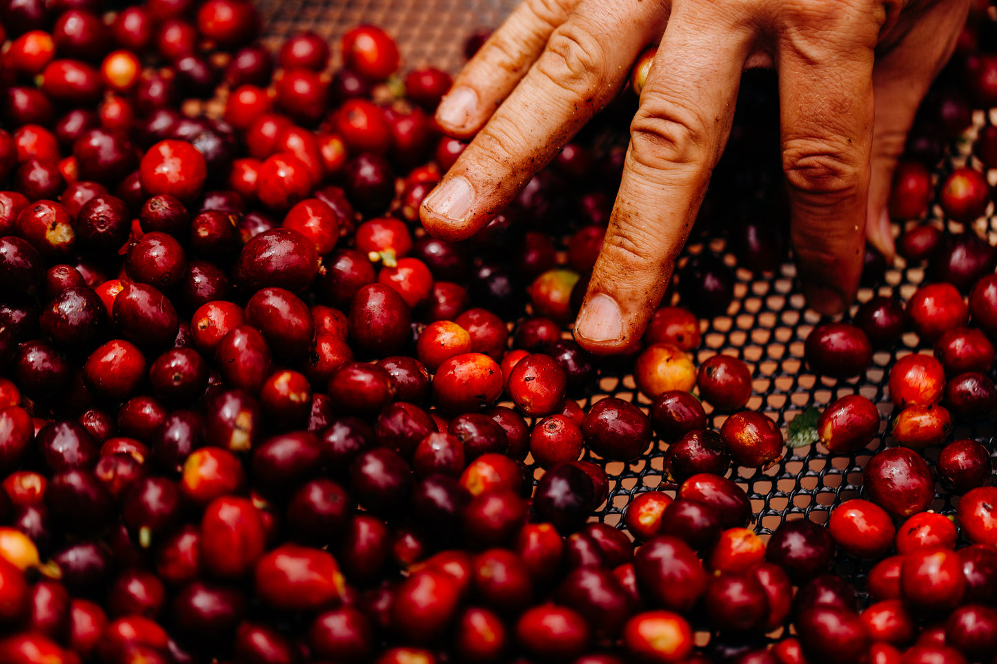 Colombia La Flores CATA Export (100g)