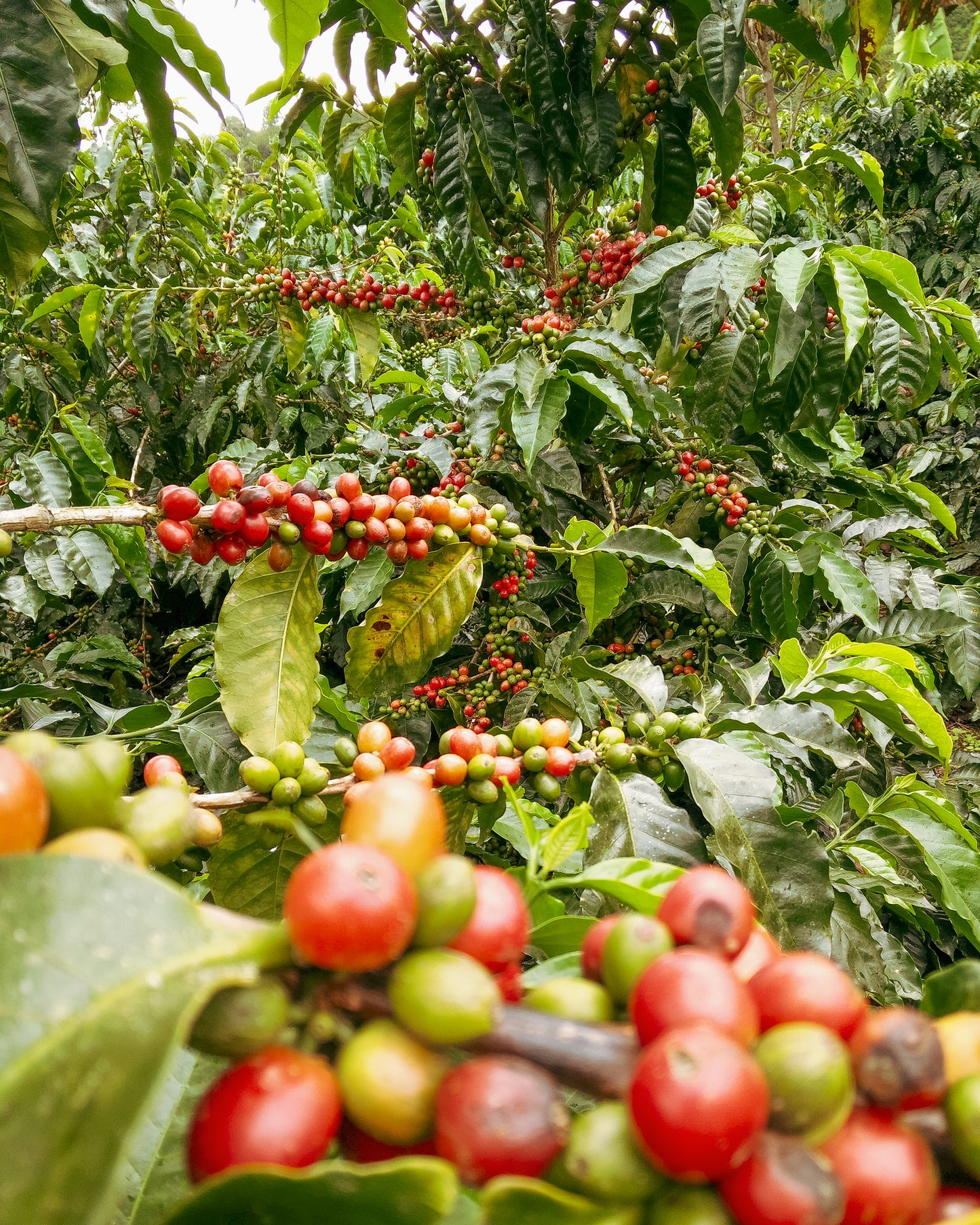 Colombia El Paraiso - Lychee (100g)