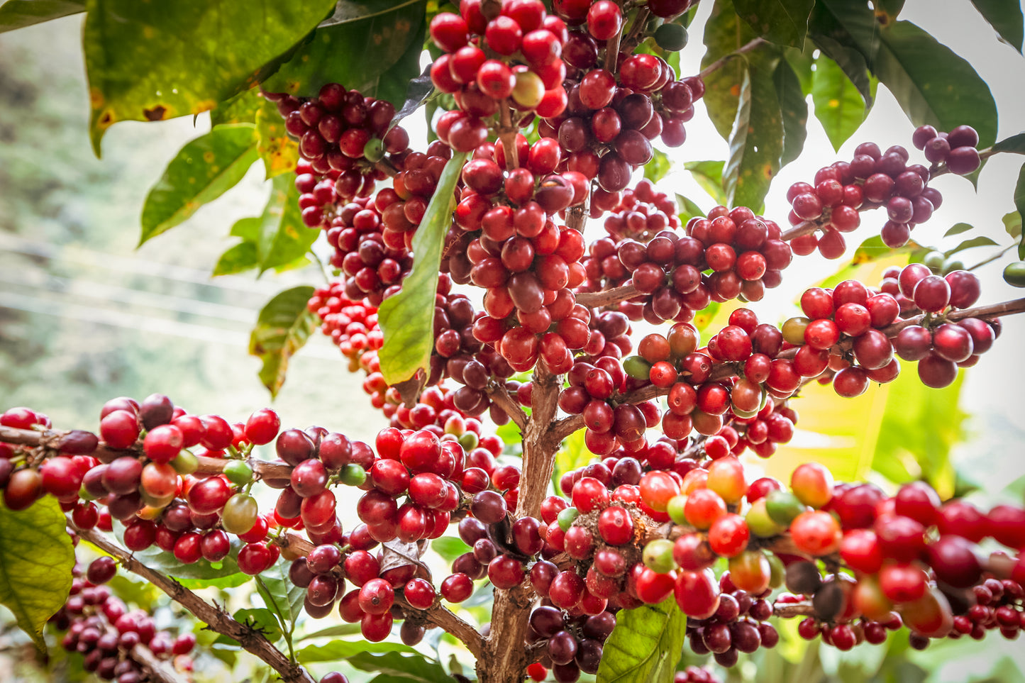 Colombia El Paraiso - Lychee (100g)