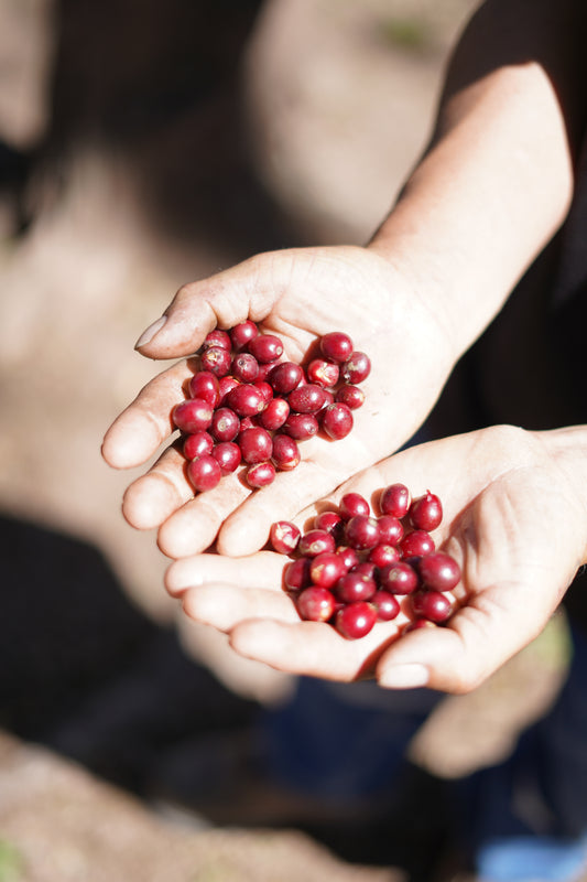 Bolivia Los Rodriguez Geisha AgriCafe (100g) 定期便商品