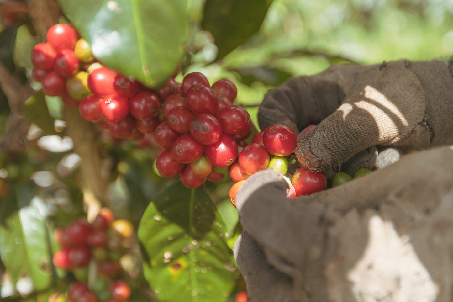 Indonesia Java Frinsa Estate (100g)