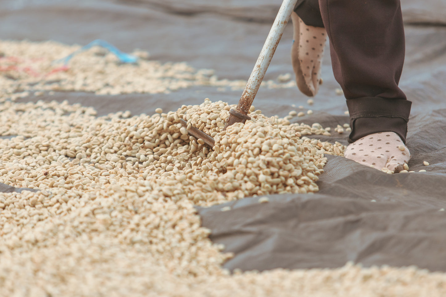 Indonesia Java Frinsa Estate (100g)