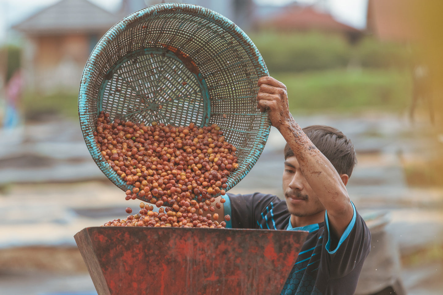 Indonesia Java Frinsa Estate(100g) 定期商品