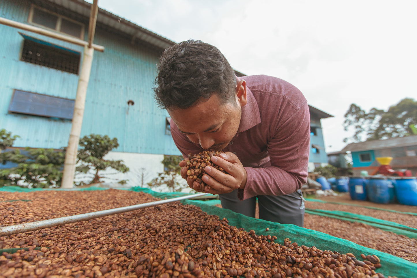 Indonesia Java Frinsa Estate (100g)