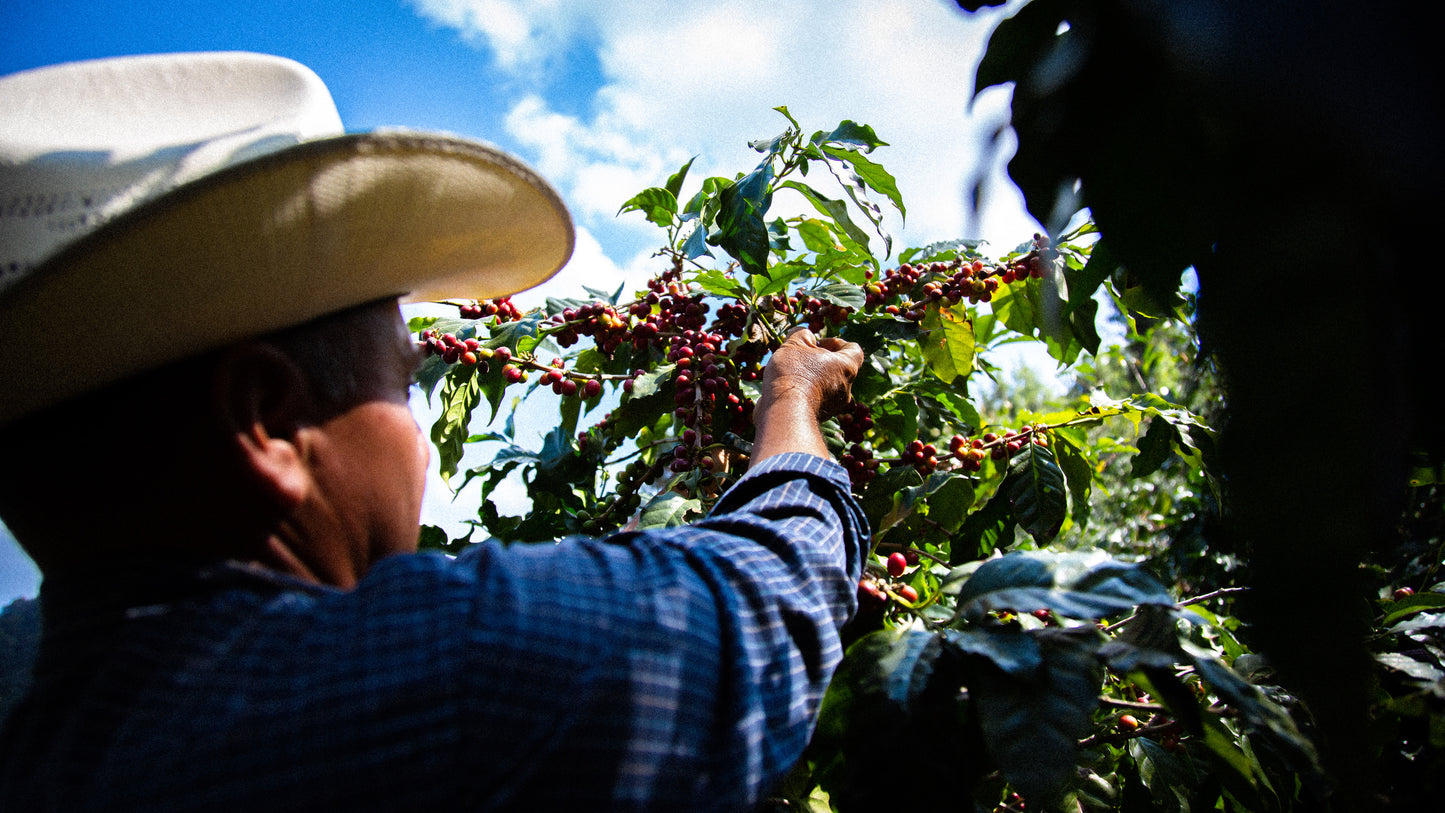 Guatemala La Nueva montana Primavera Coffee (100g)