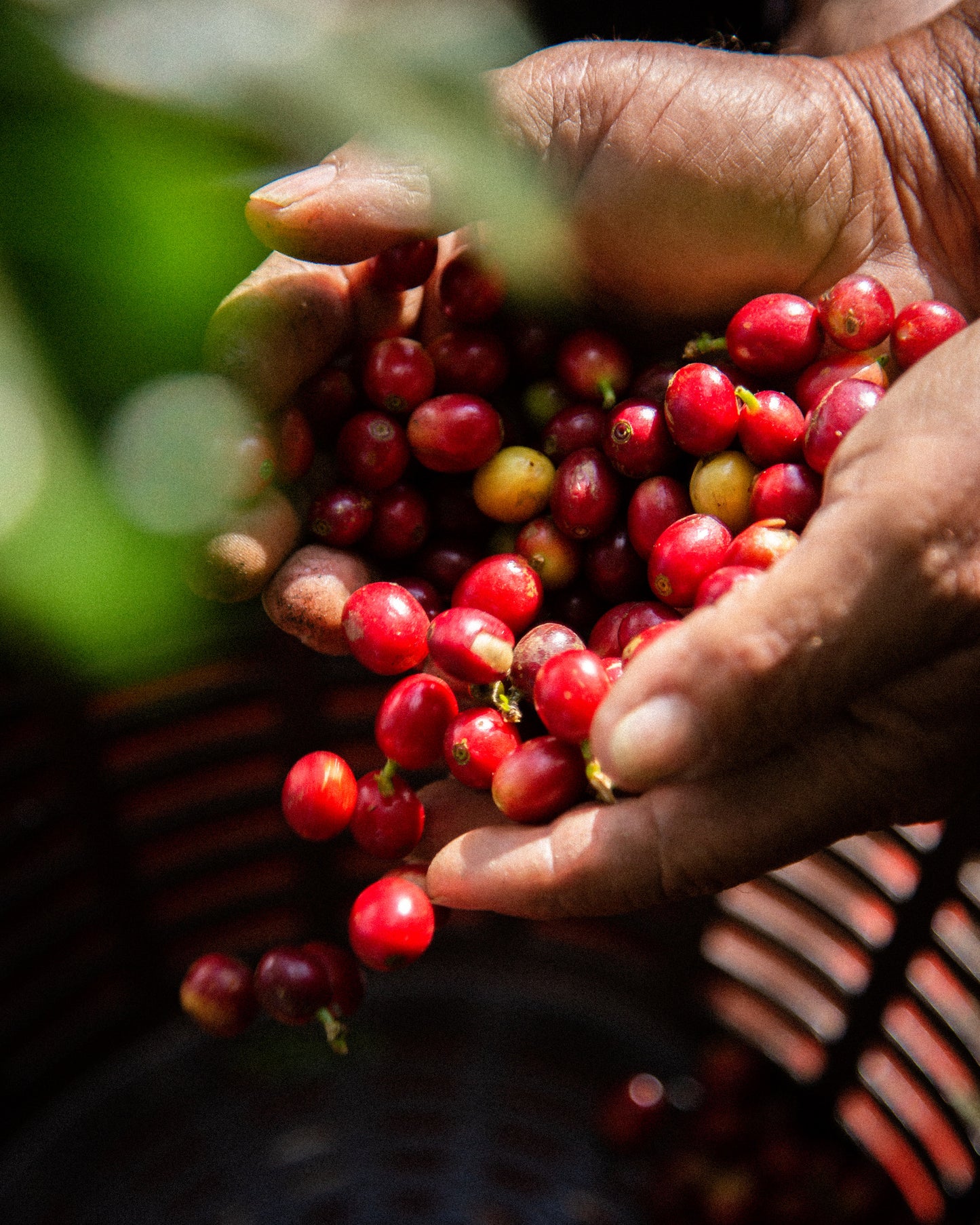 Guatemala La Nueva montana Primavera Coffee (100g)