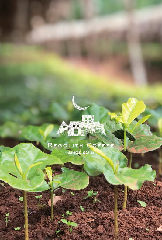 Ethiopia Oromia Washed Dark Roast (100g)