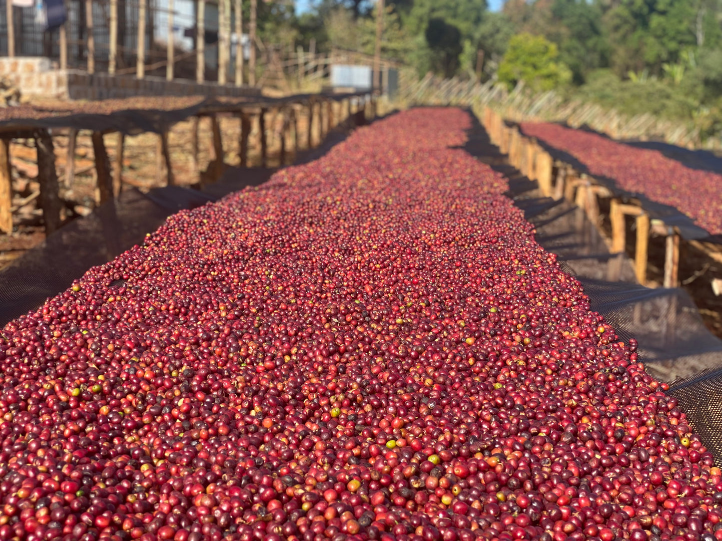 Ethiopia Oromia Washed Dark Roast (100g)