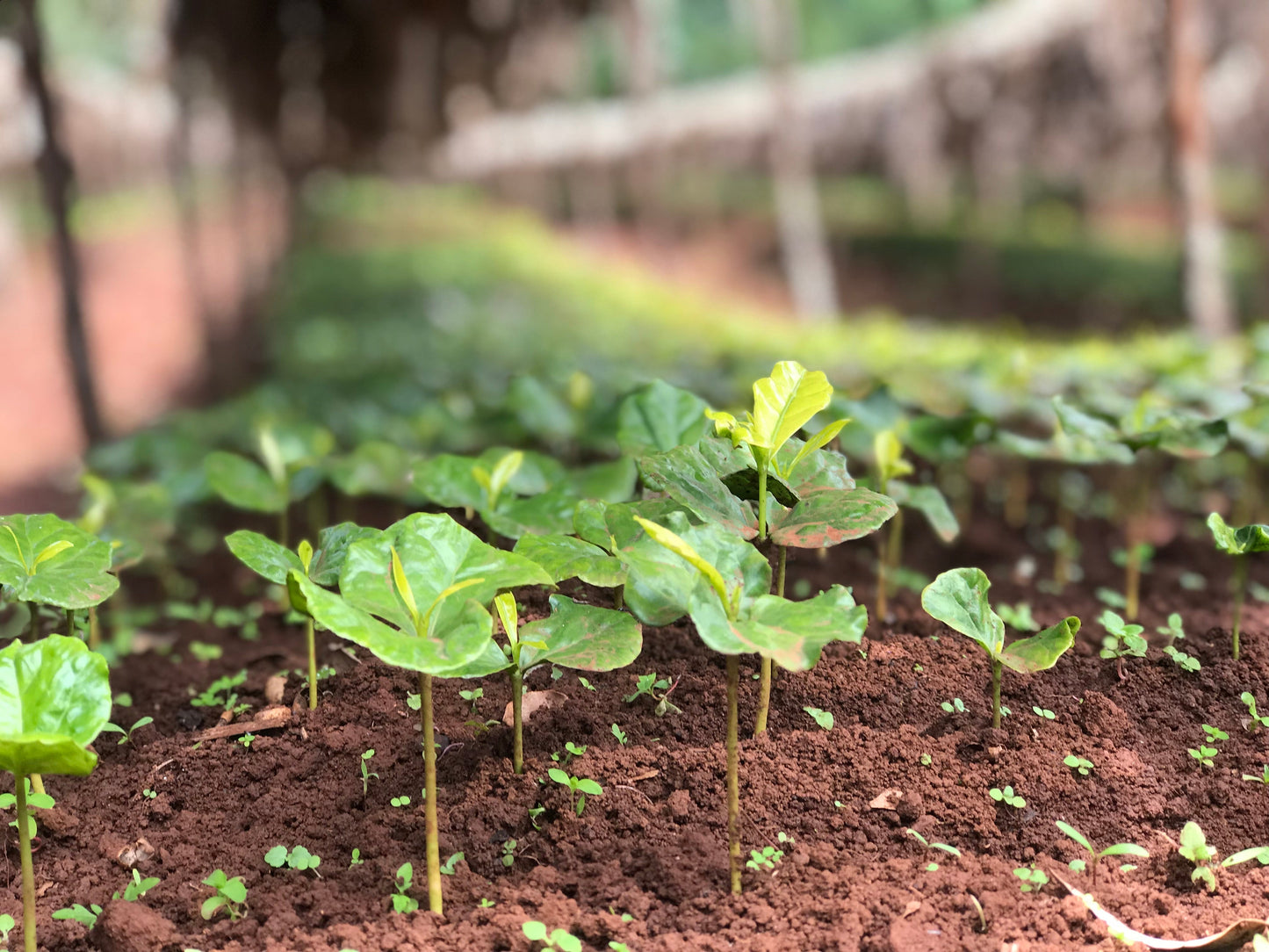 Ethiopia Oromia Washed (100g)定期便商品