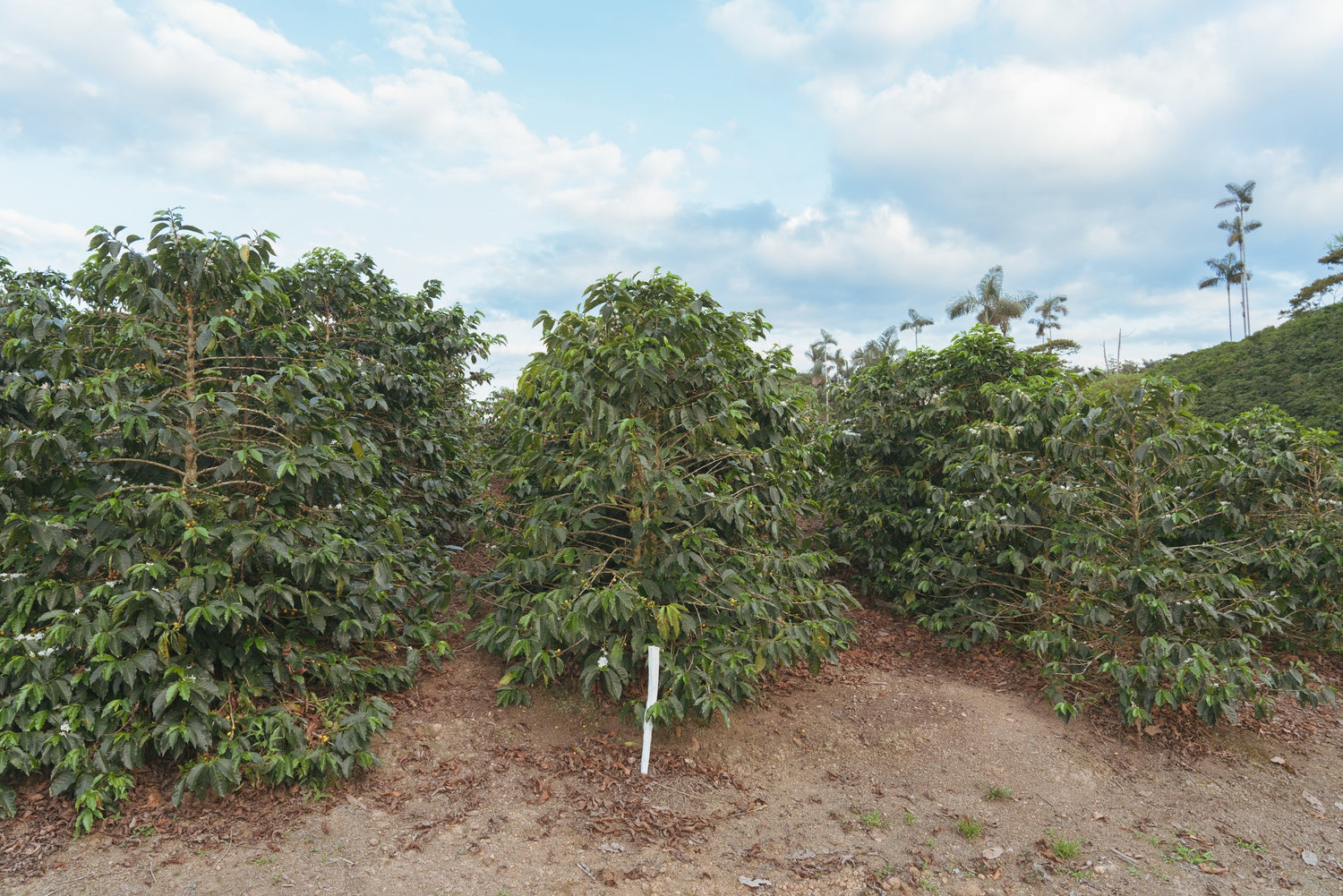 Bolivia Agricafe 2021/22 (100g)