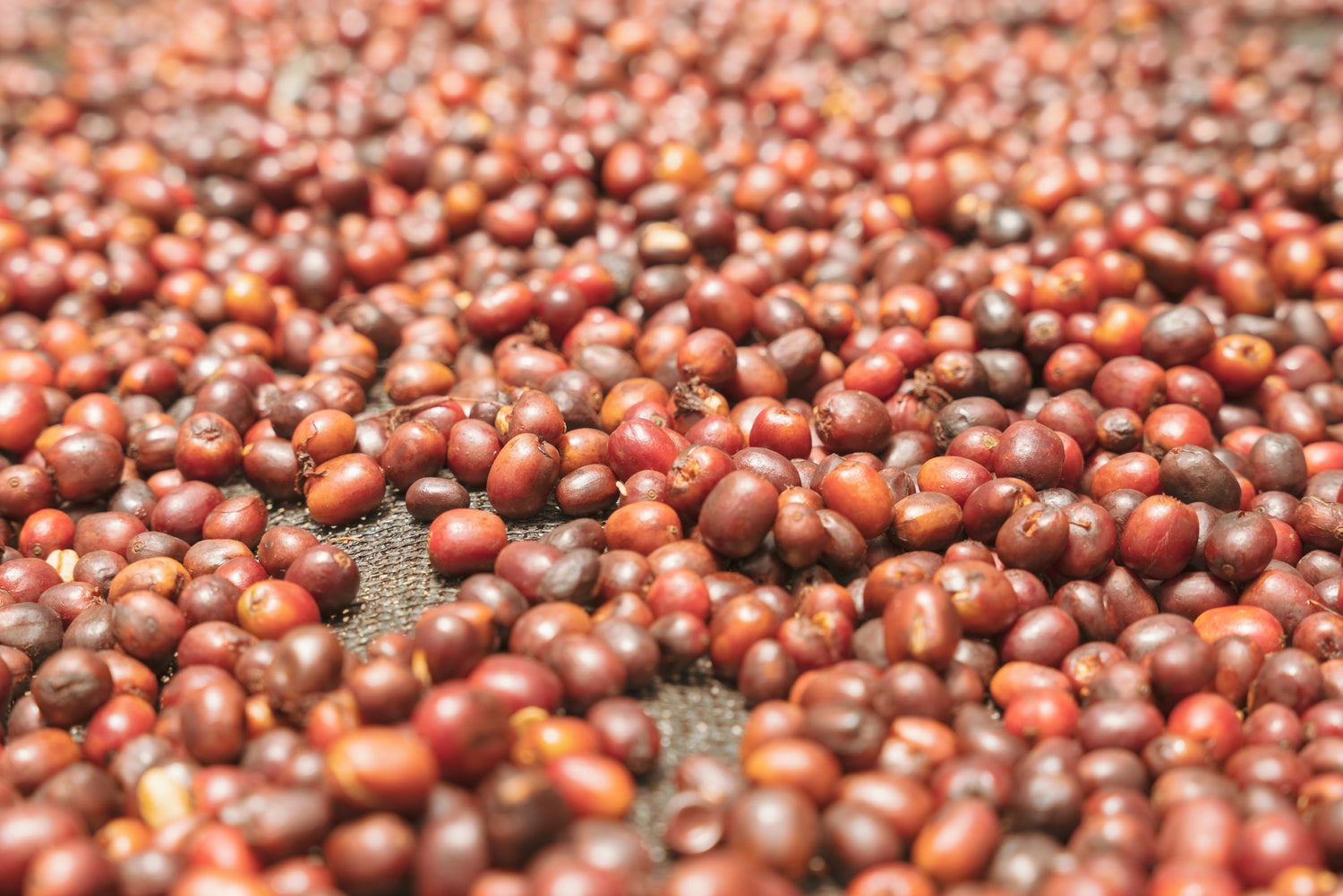 Bolivia Agricafe 2021/22 (100g)