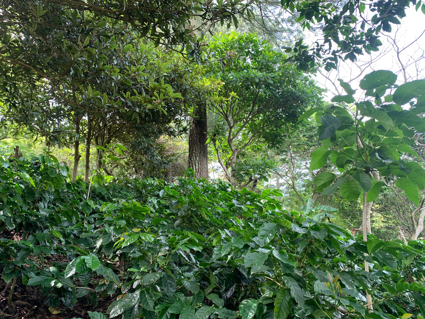 Honduras CAFESMO(Medium) (100g)