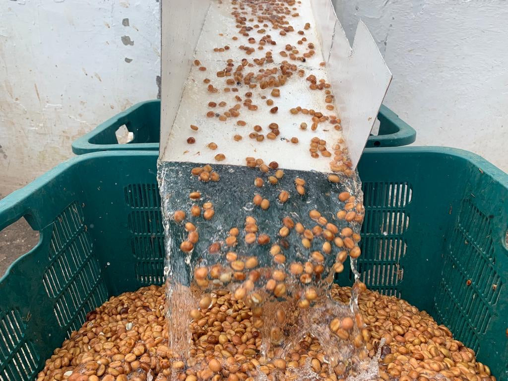 Guatemala El Cerro Farm Yeast Anaerobic (Medium) (100g)