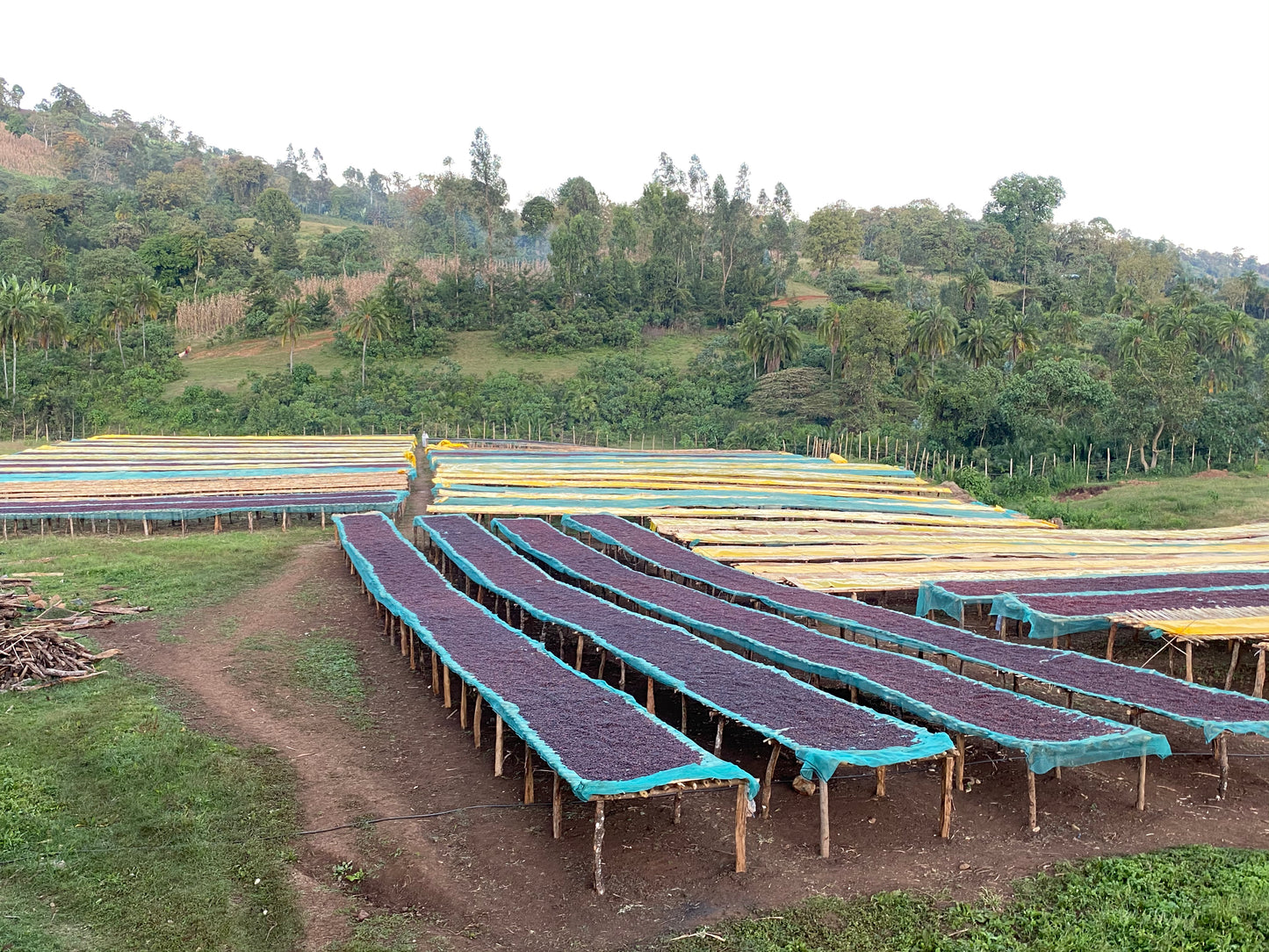 Ethiopia Oromia Washed Dark Roast (100g)