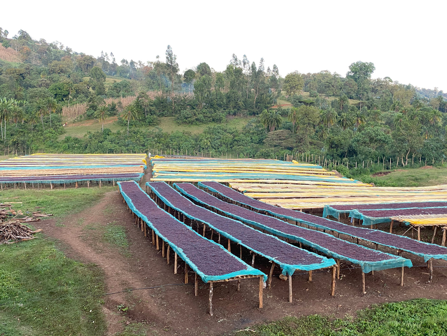 Ethiopia Oromia Washed (100g)定期便商品
