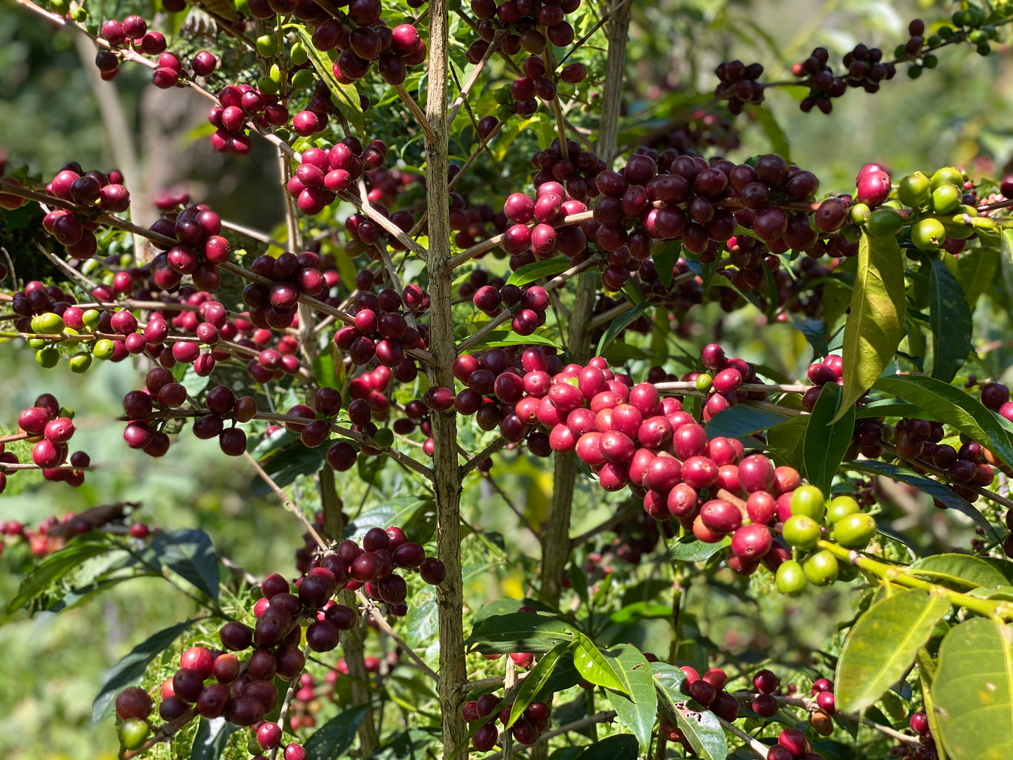Ethiopia Shakiso Natural(100g)