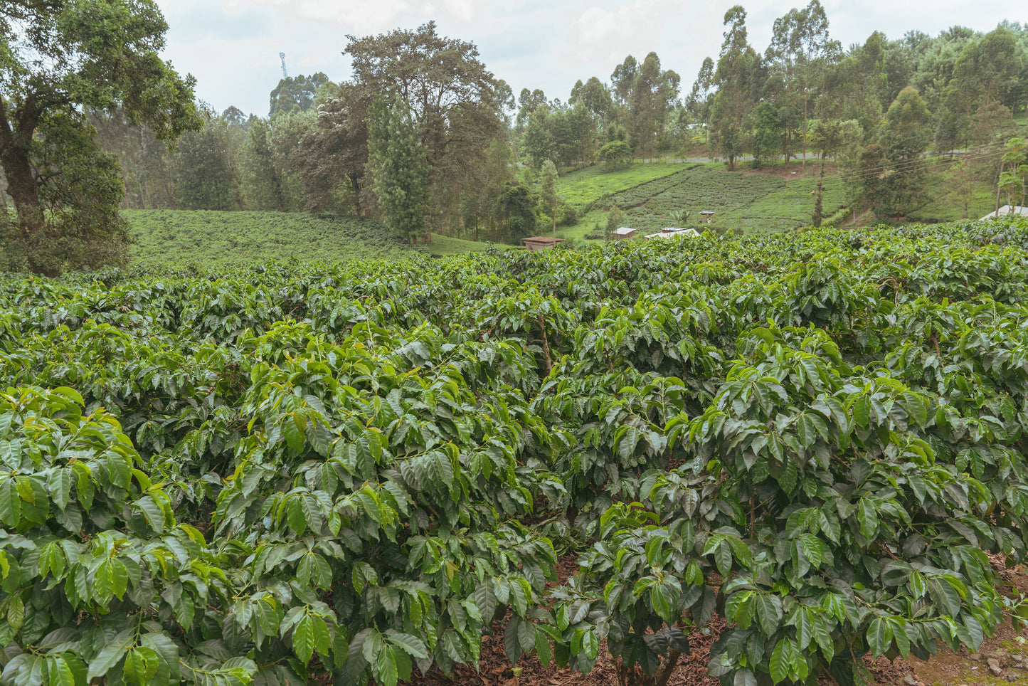 Kenya Rockbern (100g)定期商品