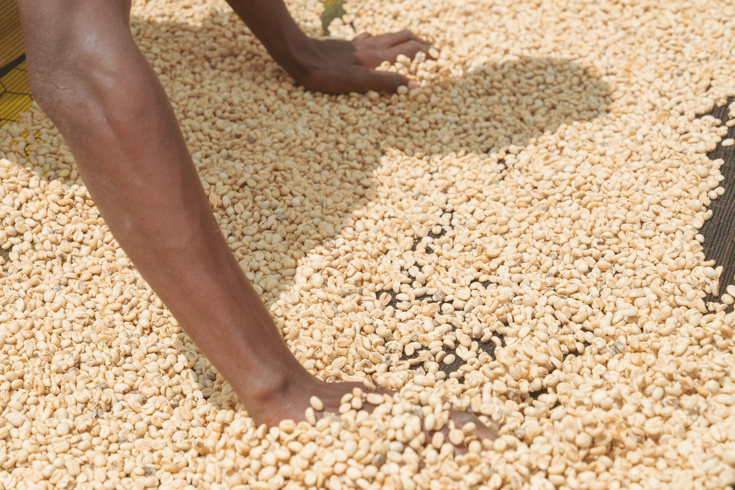 Kenya Rockbern (100g)定期商品