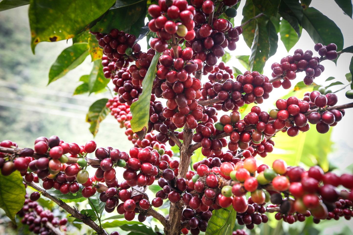 Colombia Cafe Pitaya (100g)