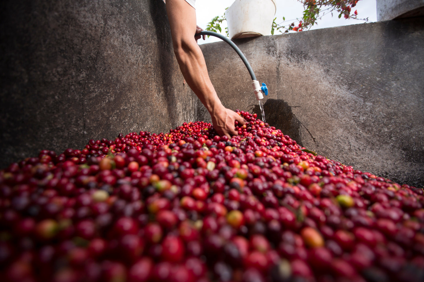 Colombia Cafe Pitaya (100g)