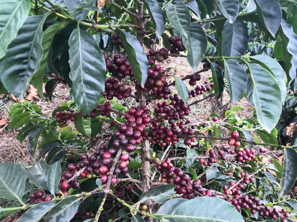 Guatemala El Cerro Farm (100g)