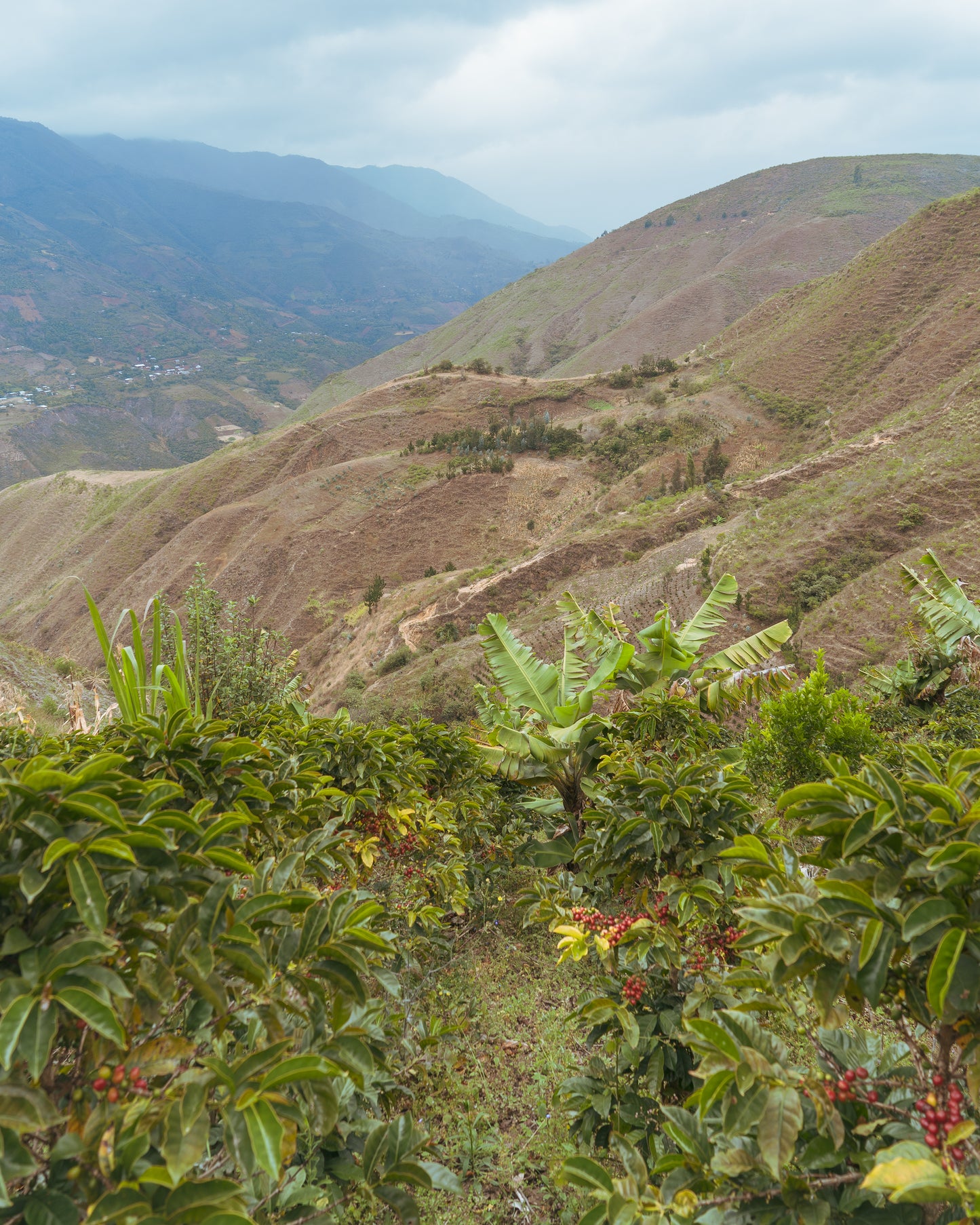 Peru Cedrobamba French roast (100g)