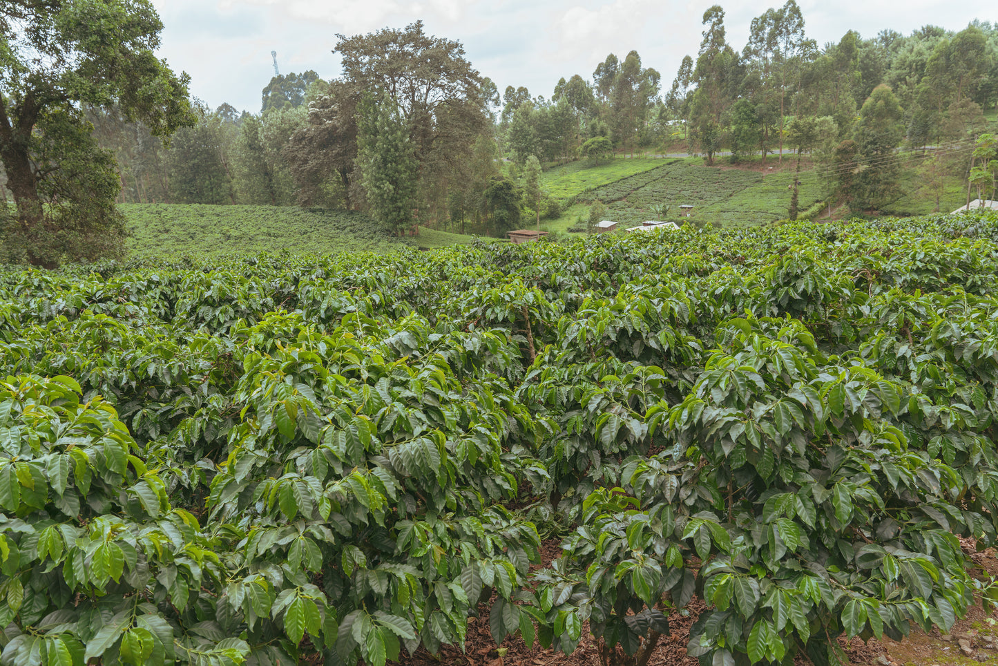 Kenya Rockbern (100g)