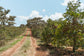Tanzania Acacia Hills MediumRoast (100g)