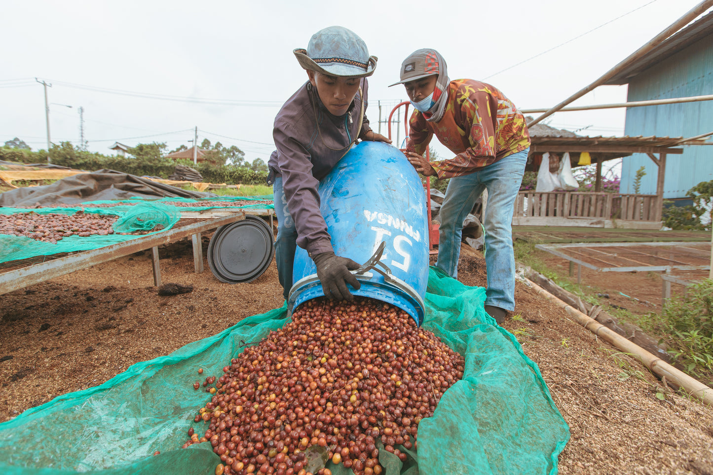 Indonesia  Java Frinsa Estate 2022/23（100g)