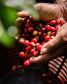 Guatemala La Nueva montana　Primavera Coffee (100g) 定期商品