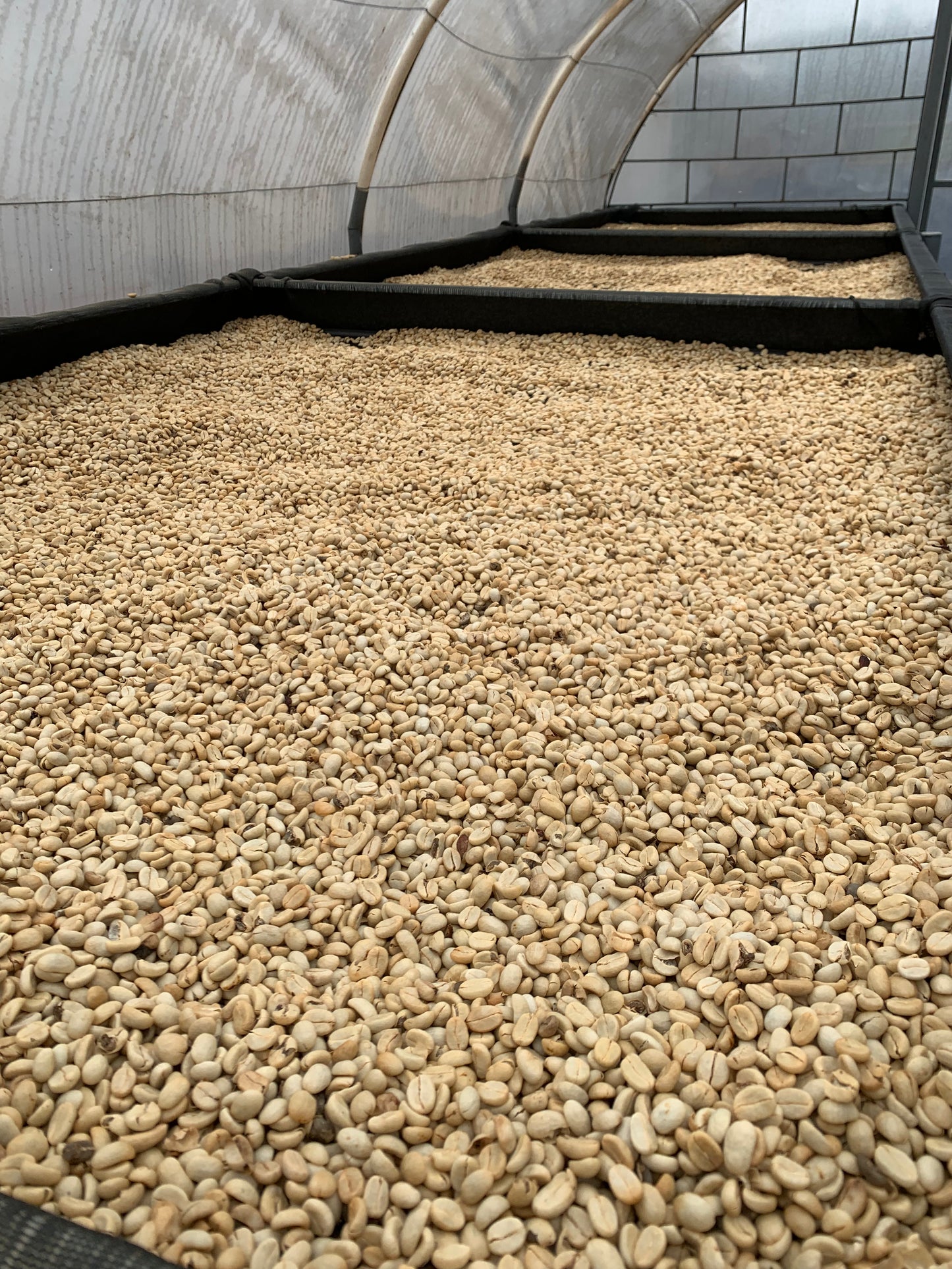 Guatemala El Cerro Farm Yeast Anaerobic (Medium) 2022/23 (100g)