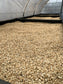 Guatemala El Cerro Farm Yeast Anaerobic (Medium) 2022/23 (100g)