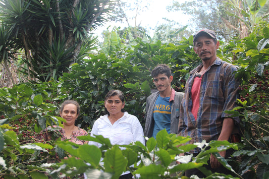 Guatemala El Cerro Farm Yeast Anaerobic (Medium) 2022/23 (100g)