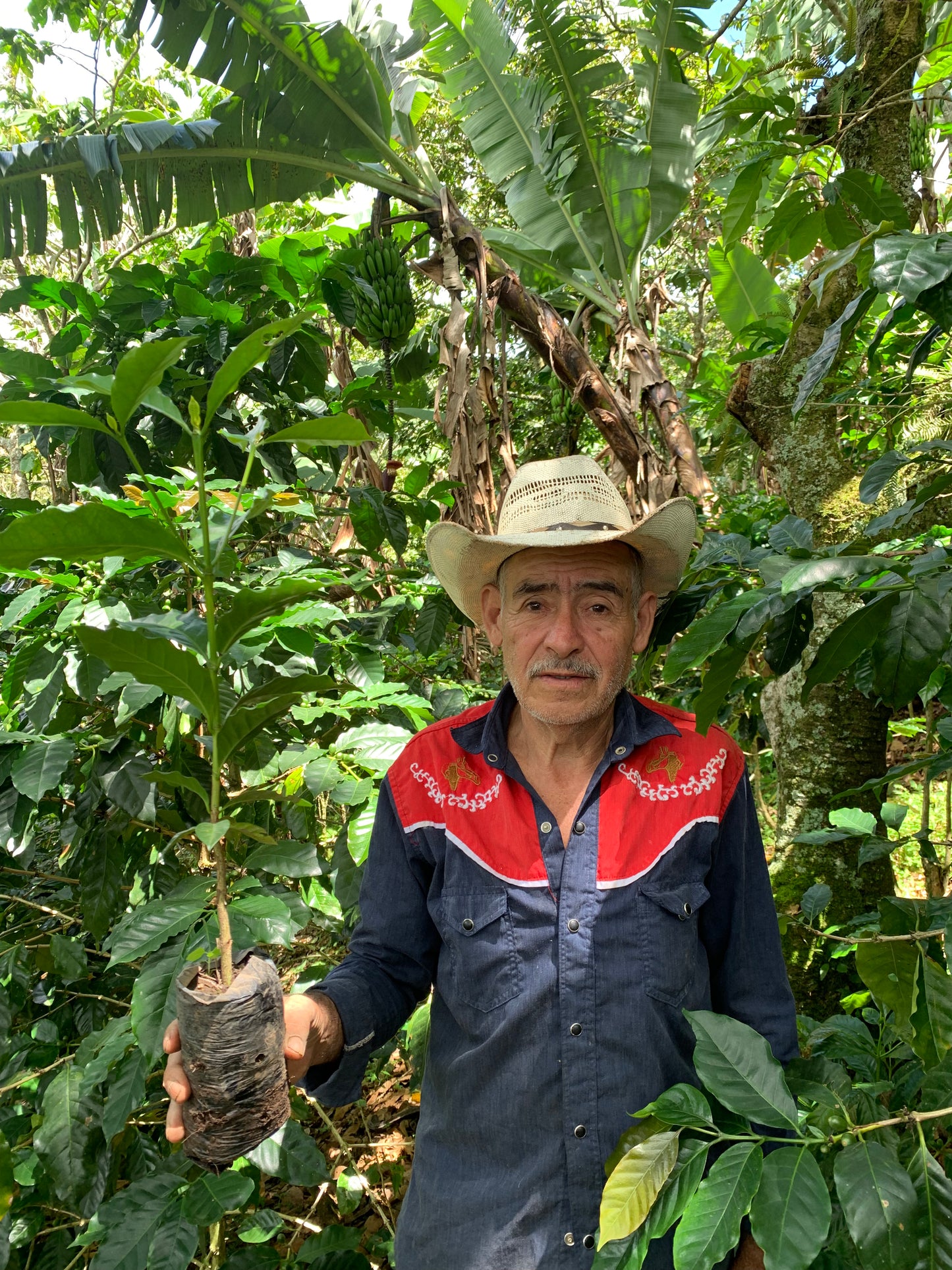 Guatemala El Cerro Farm Yeast Anaerobic (Medium) 2022/23 (100g)