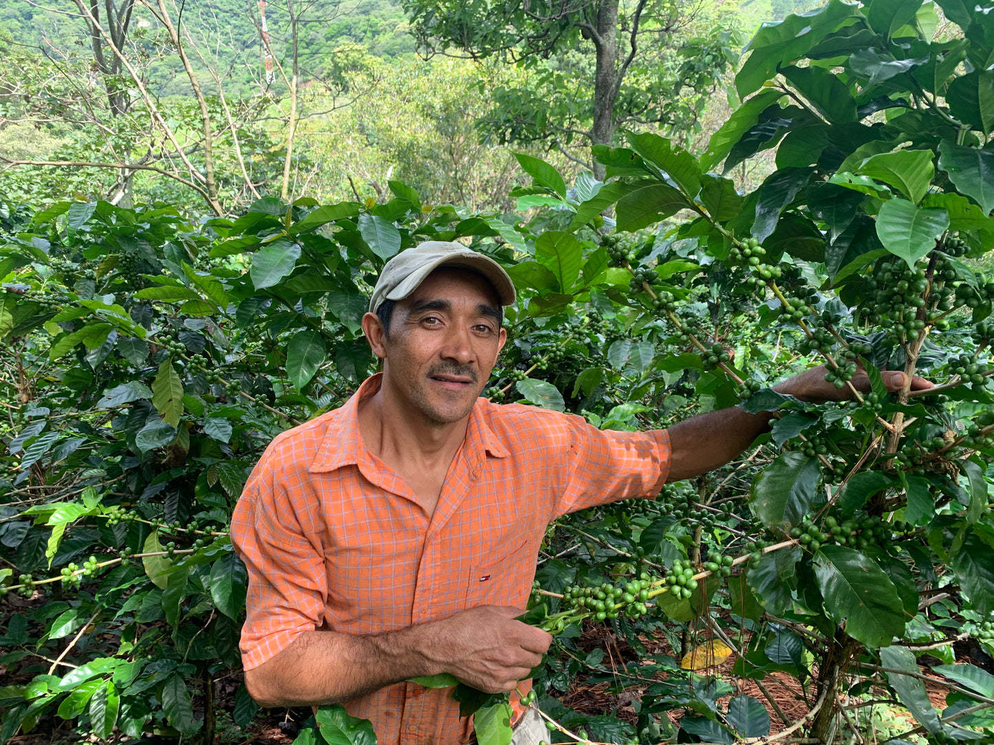 Guatemala El Cerro Farm Yeast Anaerobic (Medium) 2022/23 (100g)
