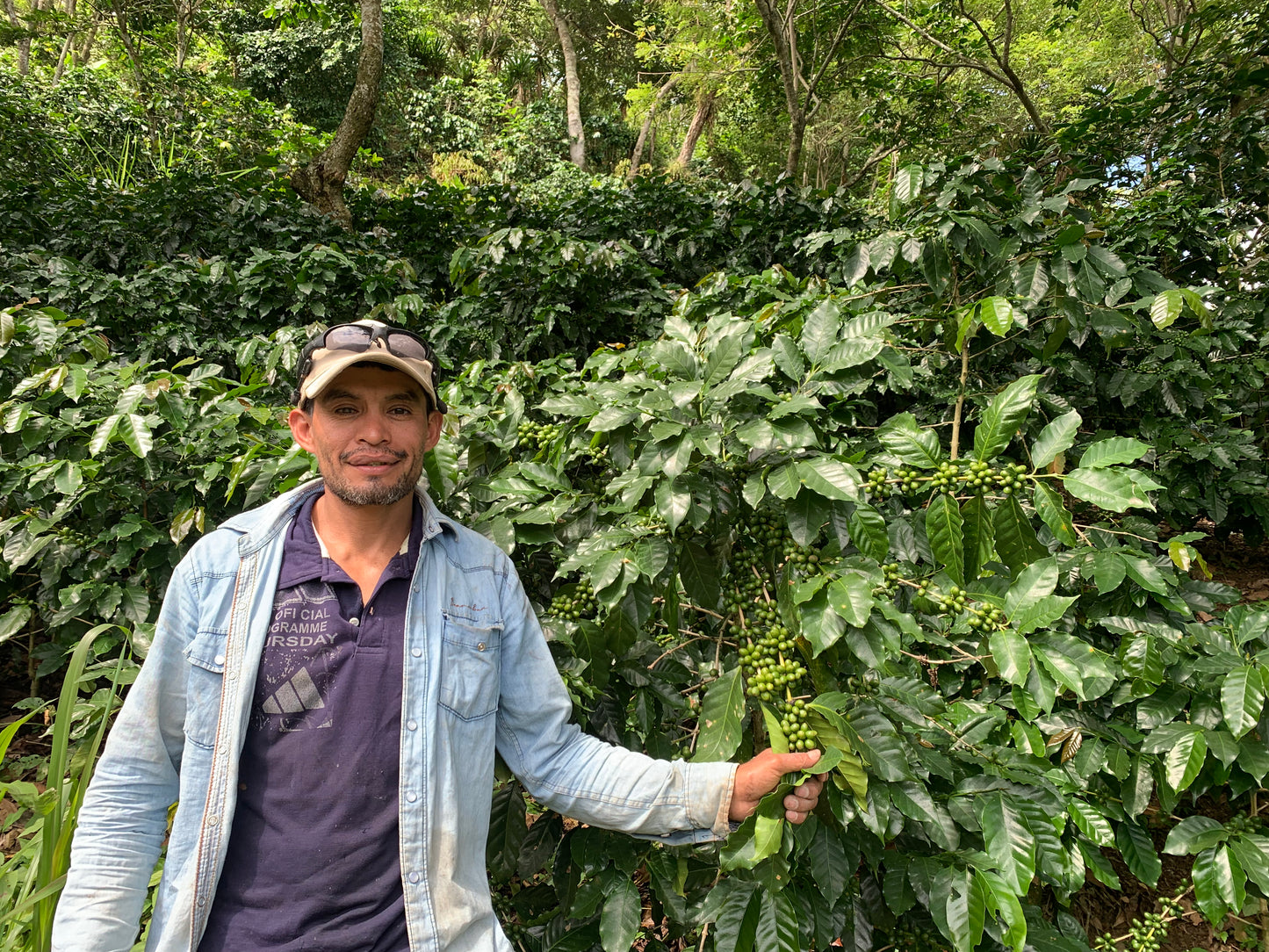 Guatemala El Cerro Farm Yeast Anaerobic (Medium) 2022/23 (100g)