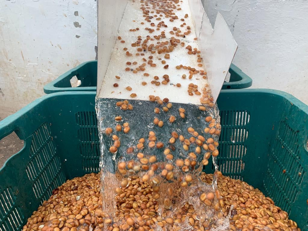 Guatemala El Cerro Farm Yeast Anaerobic （Medium)　2022/23（100g）