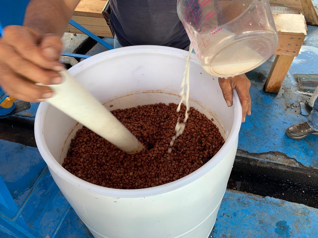 Guatemala El Cerro Farm Yeast Anaerobic （Medium)　（100g）