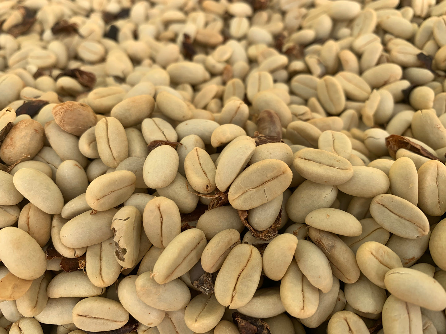 Guatemala El Cerro Farm Yeast Anaerobic (Medium) 2022/23 (100g)